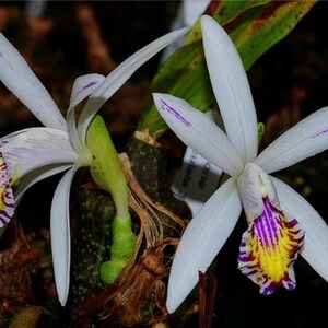 Pleione maculata - BLOOM SIZE
