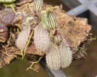 Bulbophyllum Moniliforme Micro Mini Orchid - Etsy