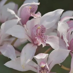 Cymbidium insigne Orchidée pour la maison et le jardin
