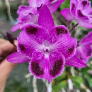 Dendrobium parishii fma. trilabelo - BLOOM SIZE