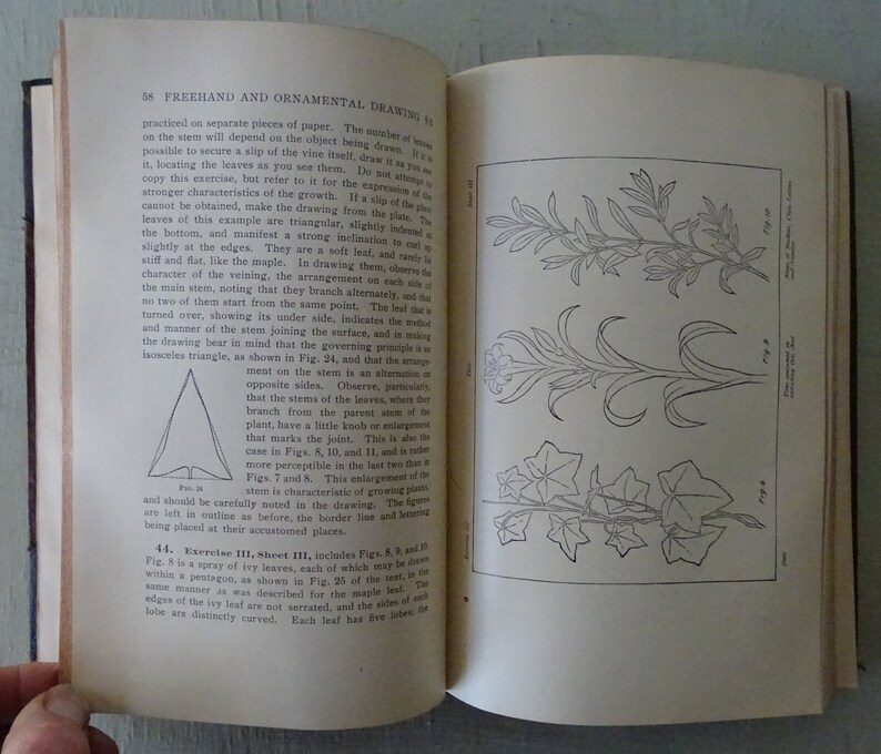 May include: A black and white illustration of a botanical drawing showing the stem and leaves of a plant. The leaves are triangular and have a slight indentation at the bottom. The stem has a small knob where the leaves branch off.