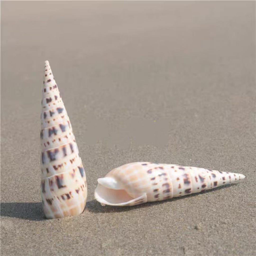 Polished Marlin Spike Auger Shell ~ Terebra Maculat /natural Auger ...