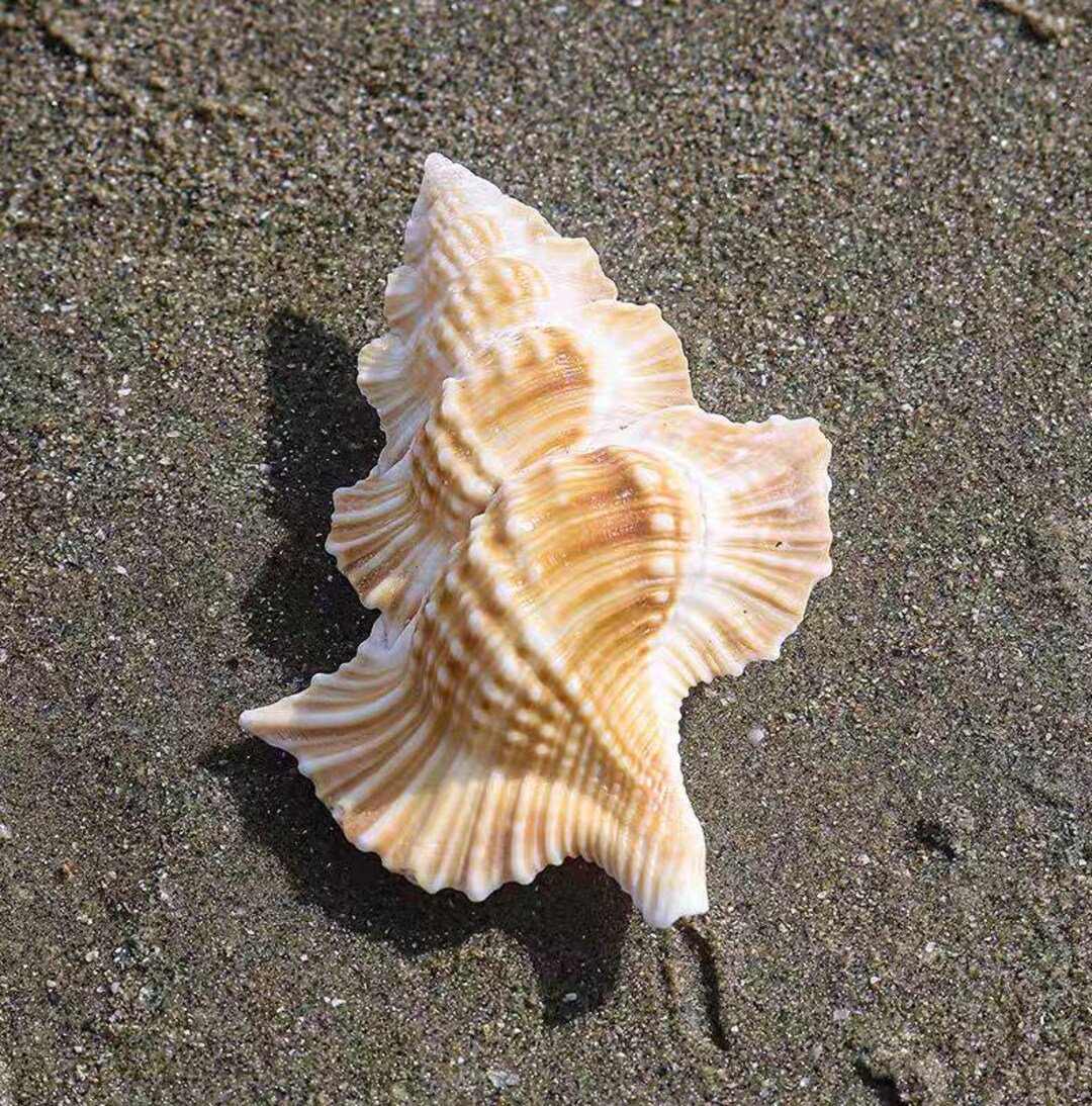 Natural Conch Shell: Aquarium Decoration/ Marine Decor - Etsy