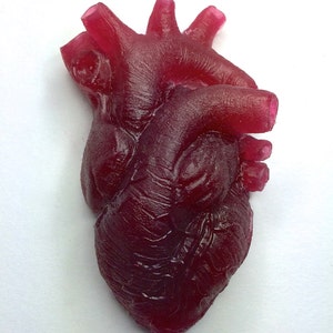 Anatomical Heart Magnet, Translucent Red Resin Sculpture | Gothic Fantasy Decor | Heart Magnet for Fantasy and Gothic Decor