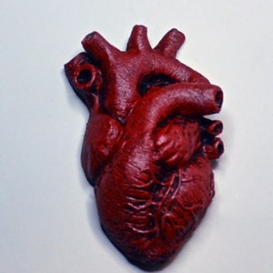 Anatomical Heart Magnet - Etsy