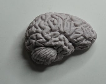 Brain Magnet