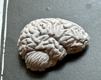 Aimant Cerveau, sculpture en résine peinte à la main | Décoration gothique fantastique | Aimant anatomique cerveau humain pour décoration médicale et gothique