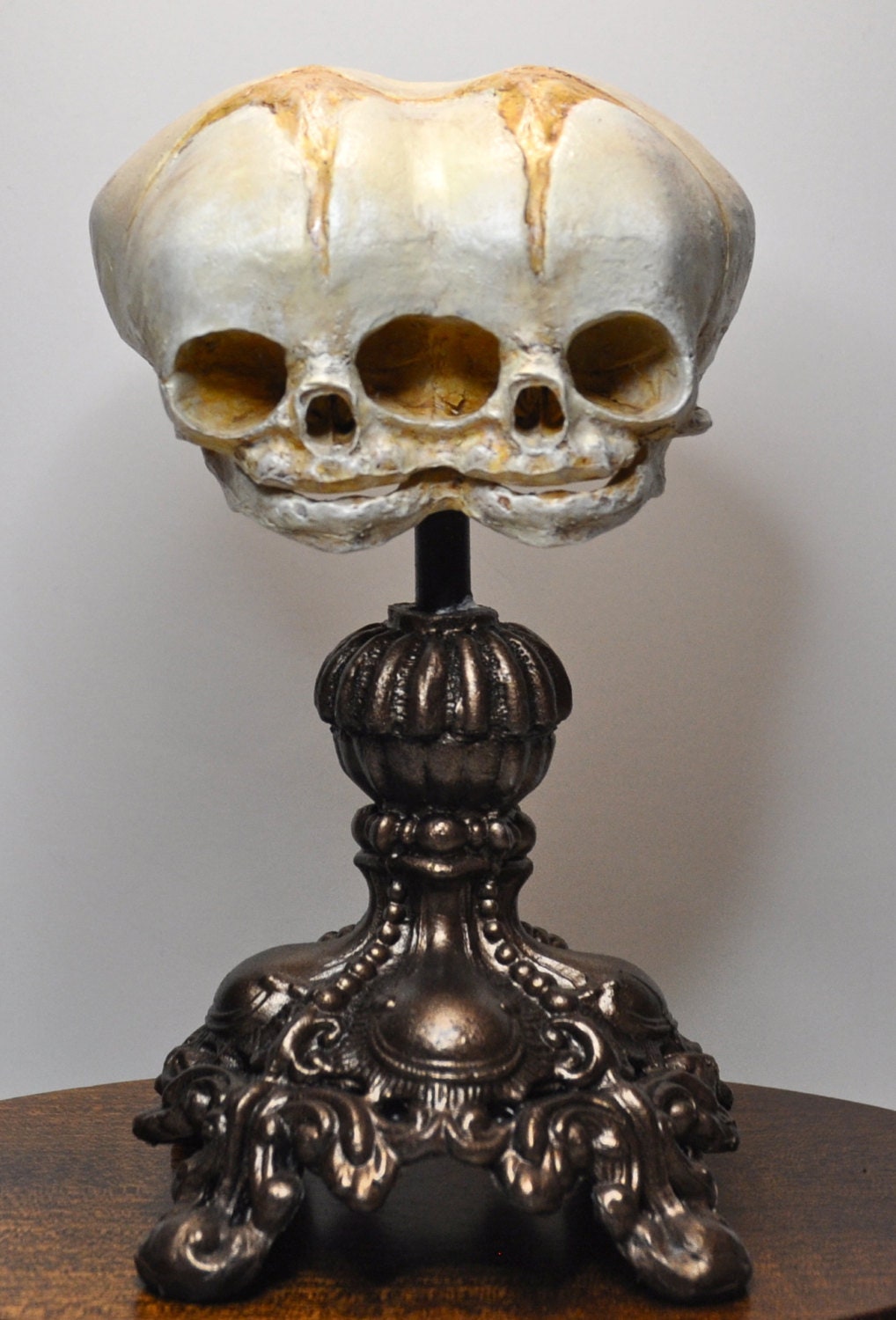Fetal Skull Replica Siamese conjoined skull 