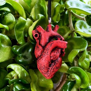 May include: A red anatomical heart pendant necklace. The heart is detailed with veins and chambers. The necklace is made of a black cord.