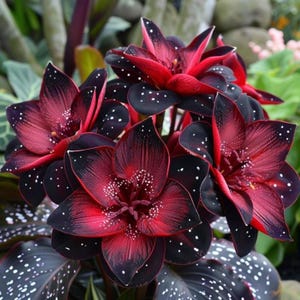 May include: Close-up of several dark red flowers with black edges and white speckles. The petals are pointed and star-shaped, with a textured appearance. The flowers are surrounded by dark green leaves with white spots, creating a striking contrast.