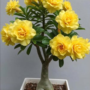 May include: A potted desert rose plant with vibrant yellow, multi-petaled flowers. The plant has a thick, bulbous trunk and green leaves. It is planted in a white rectangular pot filled with small pebbles.