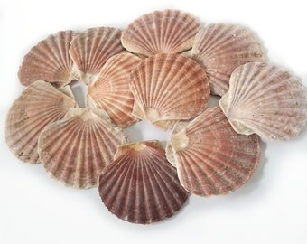 Mexican flat scallop shells, 4" - 5" eleven shells, instant collections shells