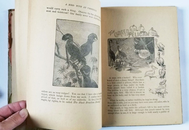 May include: An open book with two pages showing illustrations of birds. The left page shows a black bird with a large umbrella. The right page shows a pelican with a large pouch under its beak. The text on the right page reads "The Greedy Pelican".