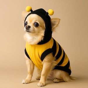 Puede incluir: Un perro pequeño y de color claro con un disfraz de abeja amarillo y negro. El disfraz incluye una parte superior con capucha con rayas negras y dos pompones amarillos en la capucha. El perro está sentado y mirando hacia la izquierda sobre un fondo neutro.