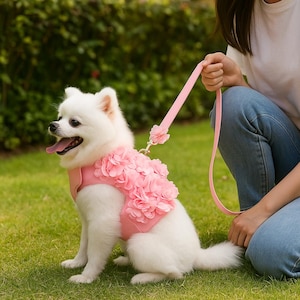 May include: A white Pomeranian dog wearing a pink harness adorned with large, pink fabric flowers. The dog is on a green lawn and is attached to a matching pink leash. The leash is held by a person wearing blue jeans.