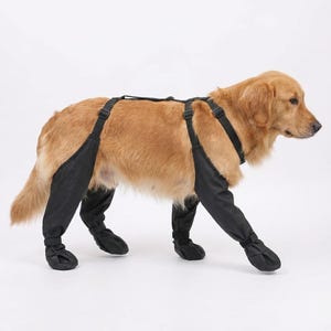 Puede incluir: Un golden retriever con un arnés de soporte negro con cubiertas para las piernas y botines. El perro camina sobre un fondo blanco. El arnés tiene correas y hebillas ajustables.