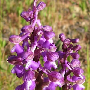 Op de afbeelding: Close-up van een levendige paarse orchidee met meerdere bloemen en knoppen. De bloemblaadjes vertonen ingewikkelde patronen van donkerpaarse strepen en witte stippen. De stelen zijn diep bruin, tegen een vage groene achtergrond.