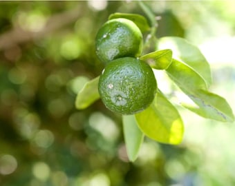 Semillas raras de lima verde japonesa Shikuwasa (10 semillas)