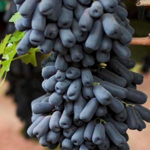 Zaffiro dolce, uva lunare 3 talee fresche non radicate