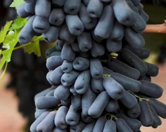 Zoete saffier, moondrop-druiven 3 verse stekjes, onbeworteld