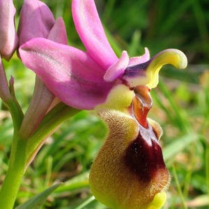 Rzadki Ophrys tenthredinifera (storczyk piłkowany) – 1 bulwa wyhodowana w szklarni