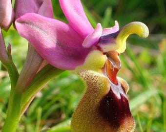 Ophrys tenthredinifera (orchidée tenthrède) rare - 1 tubercule cultivé en serre