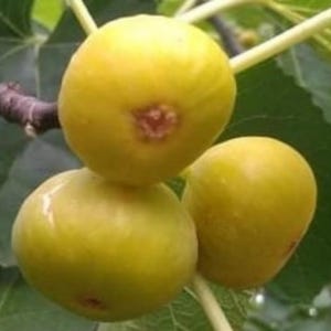Fico dorato 'Dorée' 3 talee fresche