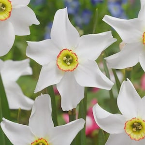 Op de afbeelding: Close-up van witte narcissen met gele en rode centra. De bloemblaadjes zijn helderwit en de centra hebben een gerimpelde rand. Groene stengels en bladeren zijn zichtbaar, met een vage achtergrond van andere bloemen.