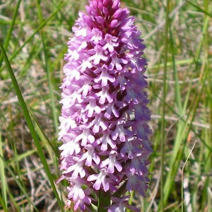Könnte beinhalten: Nahaufnahme einer leuchtend violetten Pyramiden-Orchideenblüte mit einem dichten Cluster kleiner, sternförmiger Blüten. Die Blütenblätter der Blume gehen von einem tiefen Violett an der Spitze zu einem helleren Farbton zur Basis über. Grünes Gras umgibt die Blume.
