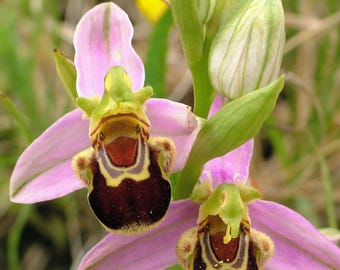 Zeldzame Ophrys apifera Bijenorchidee 5 in kassen gekweekte knol