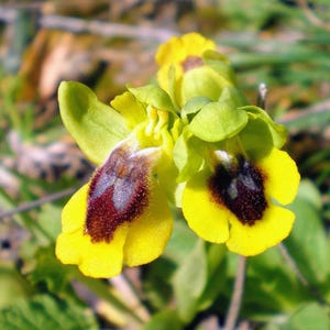 Può includere: Primo piano di un vibrante fiore di orchidea giallo con un centro marrone scuro e nero. I petali sono di un giallo brillante e le foglie circostanti sono verdi. Il fiore è a fuoco, con uno sfondo sfocato.