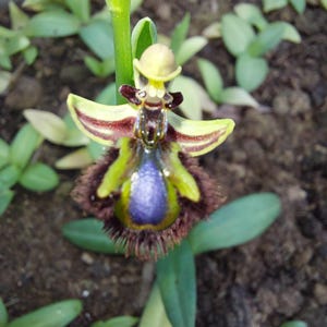 Puede incluir: Primer plano de una flor de orquídea Ophrys, que muestra una forma y una paleta de colores únicas. La flor presenta un centro púrpura prominente, rodeado por un borde marrón y difuso. Los pétalos son una mezcla de amarillo, verde y granate, con una pequeña estructura en forma de sombrero en la parte superior.