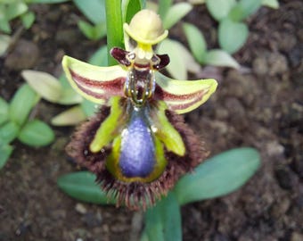 1 tubercule, pas une plante - Ophrys vernixia, orchidées - Tubercules - Cultivés en serre (non collectés dans la nature)