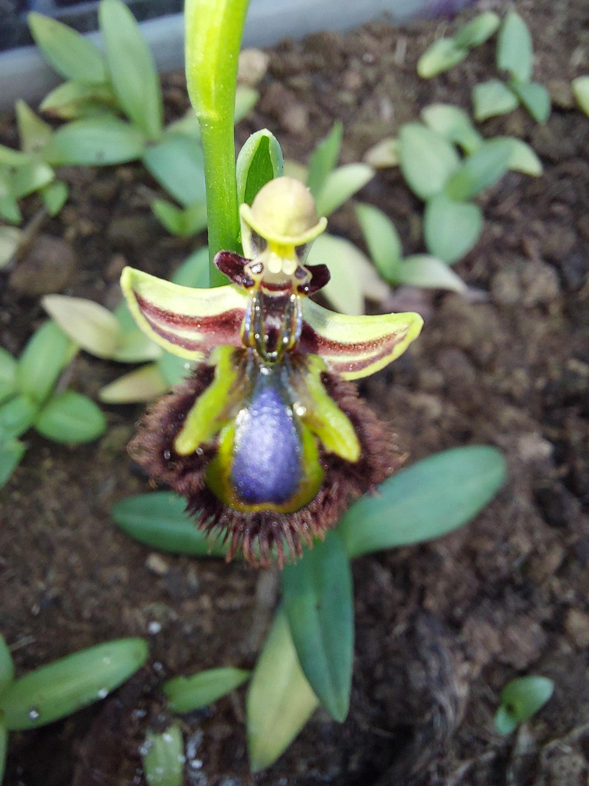 Encyclia orchid - Etsy 日本