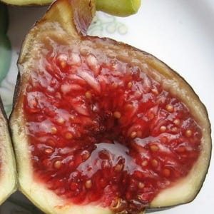 Fichi neri di Madeira 3 talee fresche