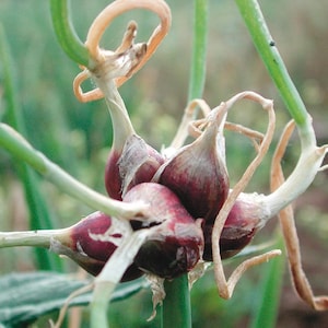 May include: Close-up of a cluster of red onions growing in a garden. The onions have a deep red hue with white and tan papery skins. Green stalks and curly stems surround the bulbs, with a blurred green background.