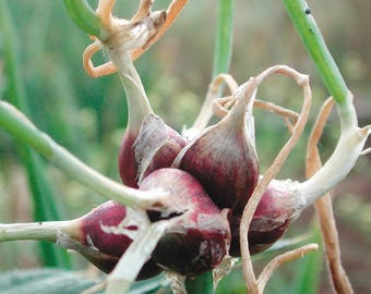 cebolla egipcia caminante, 10 bulbos pequeños