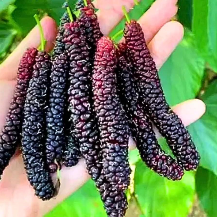 新鮮なマルベリー Pakistan mulberry tree - Etsy 日本