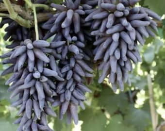 Uva dita di strega 3 talee fresche non radicate