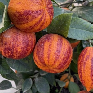 Nasiona pomarańczy tęczowej: Arcobal Citrus, Blood Meyer Hybrid (5 świeżych nasion)