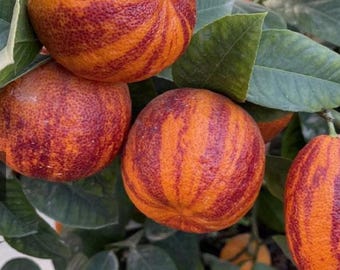 Rainbow Orange Seeds: Arcobal Citrus, Blood Meyer Hybrid (5 Fresh Seeds)