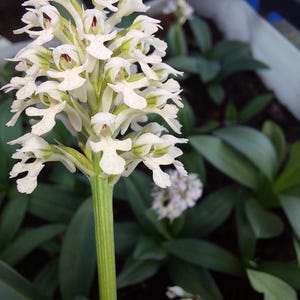 Op de afbeelding: Close-up van een witte bloem met kleine, delicate bloemblaadjes en een groene stengel. De bloem heeft een cluster van kleine bloemen met donkerrode centra. De achtergrond bevat groene bladeren en een witte container, wat wijst op een tuinsetting.