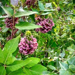 May include: Close-up of a plant with clusters of purple flowers and green leaves. The flowers have a layered petal structure, and the leaves are a vibrant green. The image is taken outdoors, with natural light illuminating the plant.