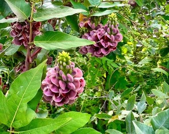 3 Live Apios Americana Tubers (American Groundnut) - Protein-Rich Perennial Edible - Hopniss for Planting