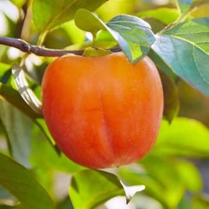 diospyros fuyu cachi kaki frutti giganti 10 semi freschi