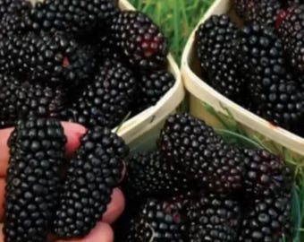 Morwa czarna (Morus nigra) duże czarne morwy 25 świeżych nasion