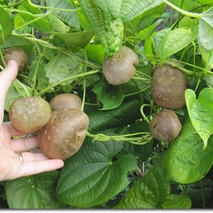 Könnte beinhalten: Nahaufnahme von braunen Yamswurzeln, gehalten in einer Hand, mit grünen Blättern und Ranken im Hintergrund. Die Yamswurzeln haben eine unregelmäßige, strukturierte Oberfläche. Die Blätter sind groß und herzförmig.