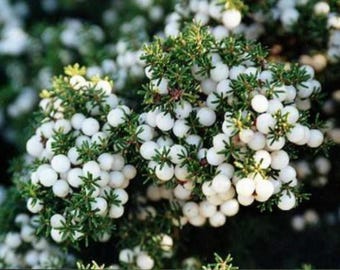 希少種子 Corema album、ポルトガルのクローベリー 25 個の新鮮な種子