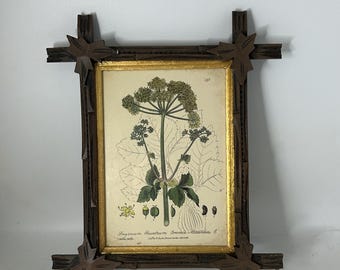 Arte vintage "Vagabundo" "Alexanders" o "Alisander" Botánico - Marco de ramas y hojas - ENVÍO GRATIS