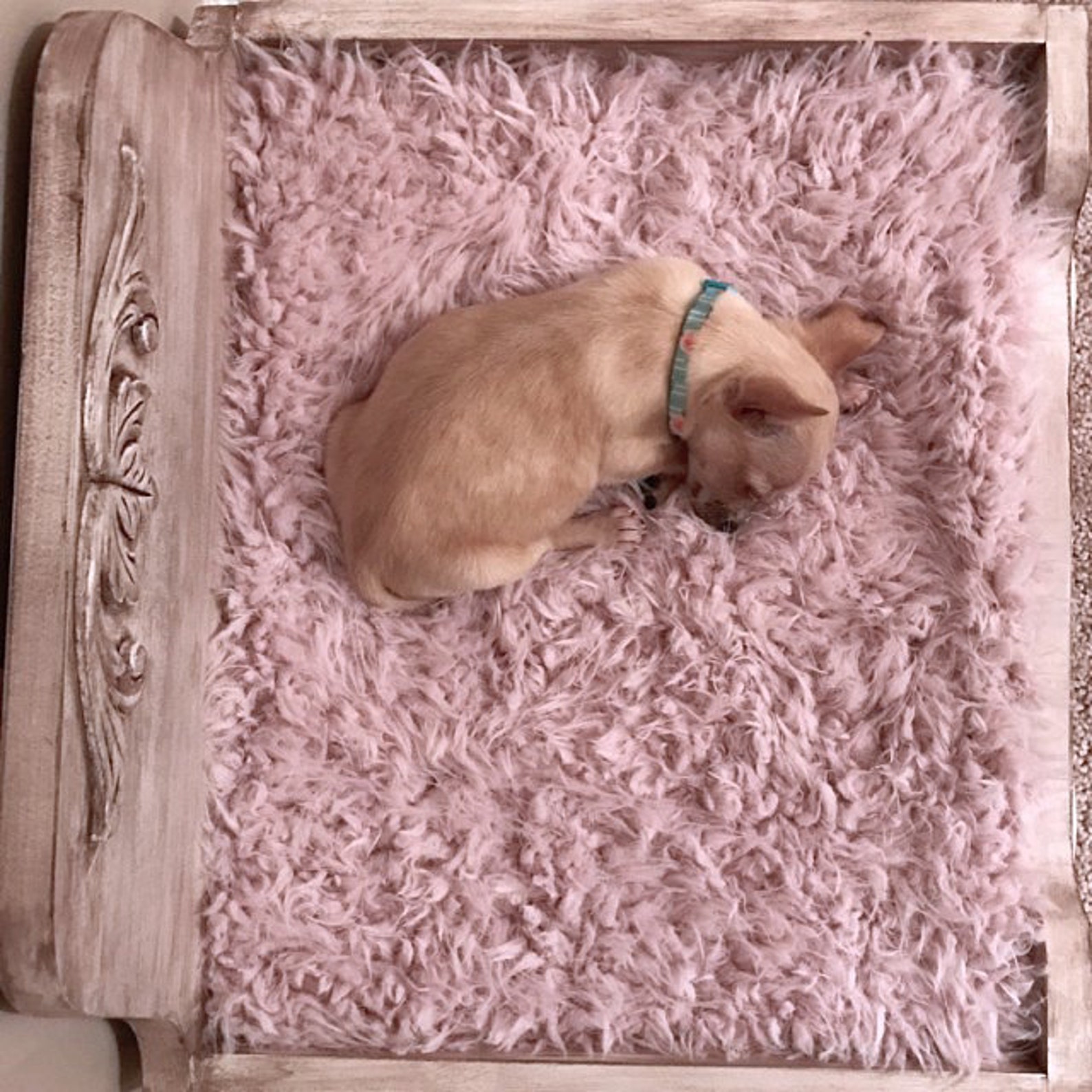 Dog Bed FREE SHIPPING Wooden Dog Bed Raised Dog Bed Pet Etsy